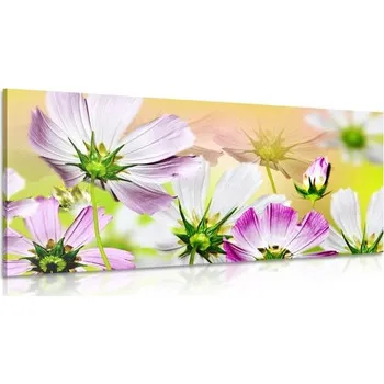 Obraz Dovido Obraz zahradní květiny