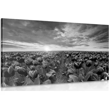 Obraz Dovido Obraz východ slunce nad loukou s tulipány v černobílém provedení
