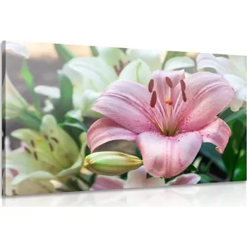 Obraz Dovido Obraz rozkvetlé lilie v zahradě