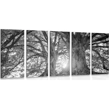 Obraz Dovido 5-dílný obraz černobílé majestátní stromy