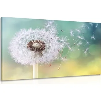 Obraz Dovido Obraz kouzelná pampeliška