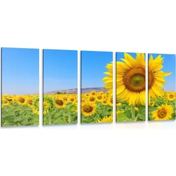 Obraz Dovido 5-dílný obraz pole slunečnic