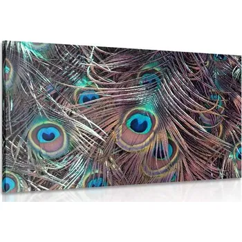 Obraz Dovido Obraz paví pírko