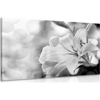 Obraz Dovido Obraz květ lilie na abstraktním pozadí v černobílém provedení