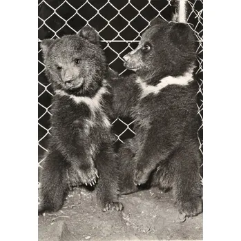 Stará Pohlednice Severočeská zoologická zahraza Liberec 1965 Medvědi 100/166 (Stará pohlednice)