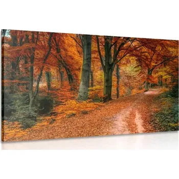 Obraz Dovido Obraz les v podzimním období