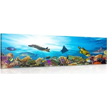 Obraz Dovido Obraz korálový útes s rybkami a želvami