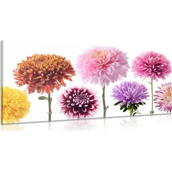 Obraz Dovido Obraz květiny jiřiny v rozmanitém designu