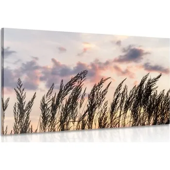 Obraz Dovido Obraz stébla polní trávy