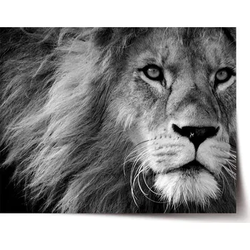 Plakát Sablio Plakát Lev 2 - 60x40 cm