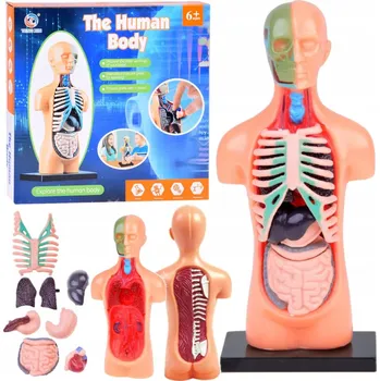 ostatní stavebnice Anatomie Lidského Těla Vzdělávací Sada pro Děti Lidské Orgány -S-