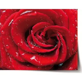 Plakát Sablio Plakát Růže - 60x40 cm