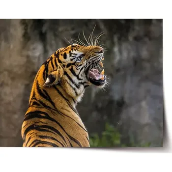 Plakát Sablio Plakát Řvoucí tygr - 60x40 cm