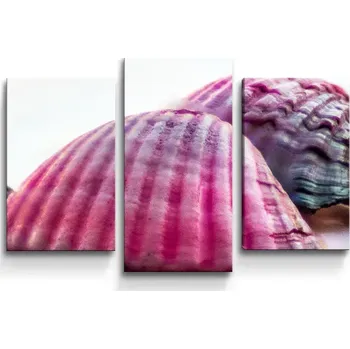 Obraz Sablio Obraz - 3-dílný Mušličky - 75x50 cm