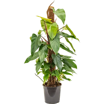 Gardners Philodendron Red Emerald s kokosovou vzpěrou, průměr 19 cm Filodendron