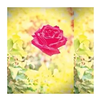 Zahraniční hudba CD Lambchop: Trip 2020