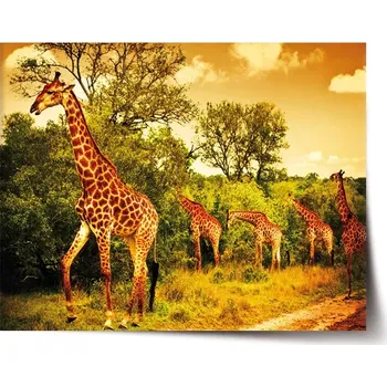 Plakát Sablio Plakát Žirafy - 60x40 cm