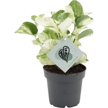 Gardners Epipremnum pinnatum Manjula, průměr 12 cm Šplhavník, Šplhavnice zlatá