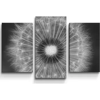Obraz Sablio Obraz - 3-dílný Černobílá pampeliška - 75x50 cm