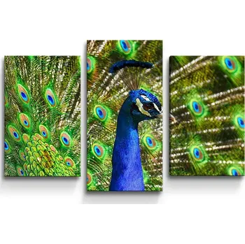 Obraz Sablio Obraz - 3-dílný Páv - 75x50 cm