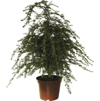 Květináč Jedlovec kanadský FloraSelf Tsuga canadensis výška 60-80 cm květináč 10 l