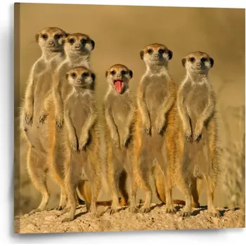 Obraz Sablio Obraz Surikaty - 50x50 cm