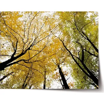 Plakát Sablio Plakát Koruny stromů - 120x80 cm