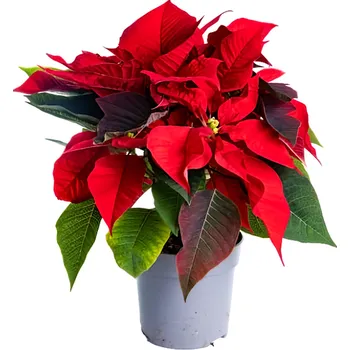 Vánoční dekorace Vánoční hvězda velká, průměr květináče 12cm