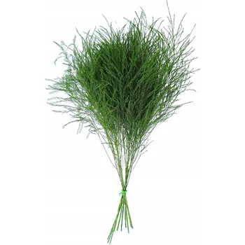 umělá květina Chřest DRZEWIASTY stabilizovaný ZELENÝ okrasný chřest rostlina kapradina