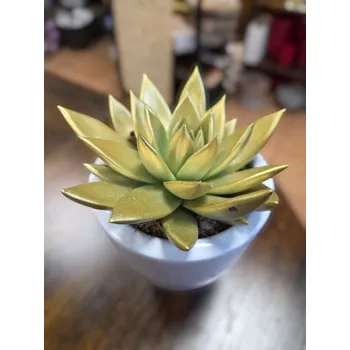 Vánoční dekorace Barvená echeveria Vánoční zlatá