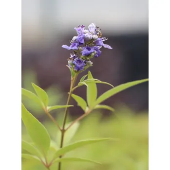 Sazenice Drmek obecný ´Latifolia´ 10-20 cm QP