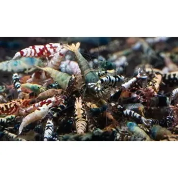 Návnadová surovina Caridina sp. - mix