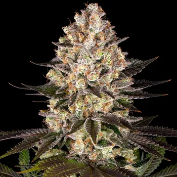 Semeno Barney´s Farm - Hindu Kush 1 ks