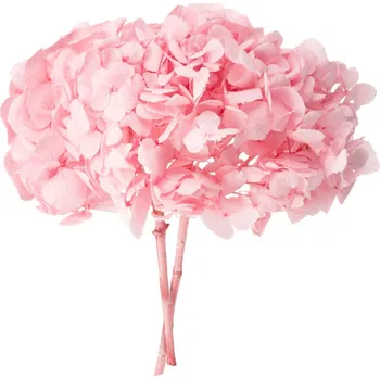 Hortenzie premium Pink pastel - růžová
