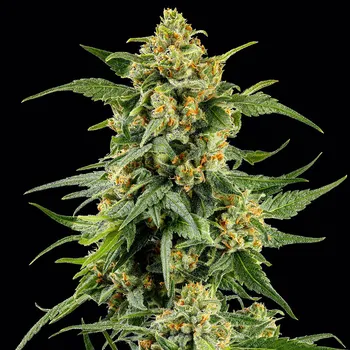 Semeno Barney´s Farm - Skunk #1 1 ks