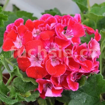 Pelargonie zonale-Corali (Muškát vzpřímený) - 1191
