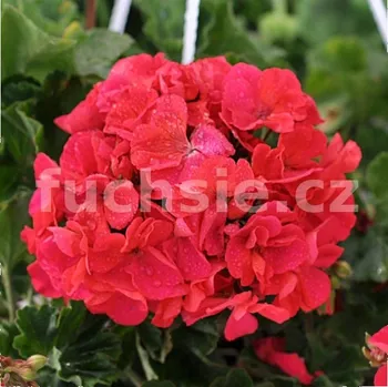 Marena muškát vzpřímený Pelargónie - 1250