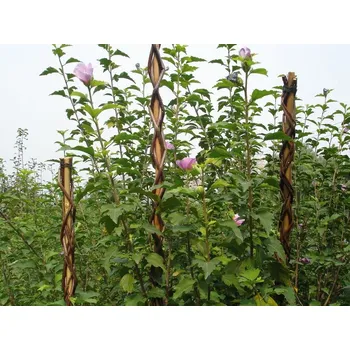 Stojan na květiny Strend Pro Opěrná tyč pro rostliny 130 cm Garden Willow proutěná