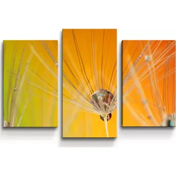 Obraz Sablio Obraz - 3-dílný Odkvetlé pampelišky 2 - 75x50 cm