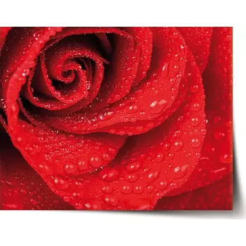 Plakát Sablio Plakát Květ růže - 60x40 cm