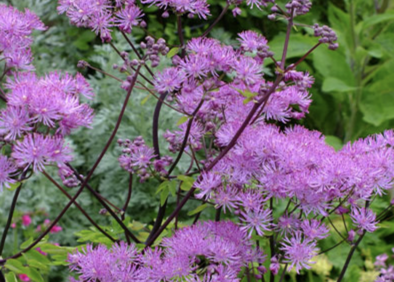 Žluťucha orlíčkolistá 'Black Stockings' - Thalictrum aquilegifolium 'Black Stockings' Květník o průměru 14 cm