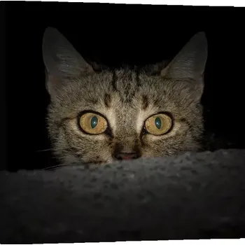 Obraz Sablio Obraz Kočka - 50x50 cm