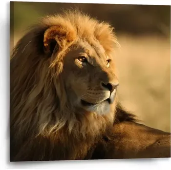 Obraz Sablio Obraz Lev 3 - 50x50 cm