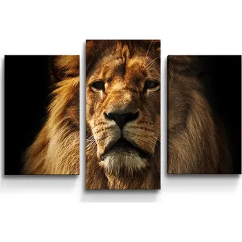 Obraz Sablio Obraz - 3-dílný Lev - 75x50 cm