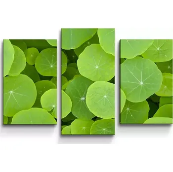 Obraz Sablio Obraz - 3-dílný Listy leknínu - 75x50 cm