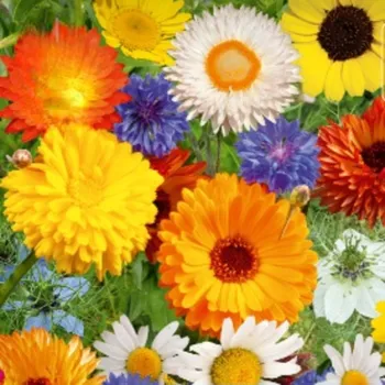 Semeno Květinová směs - Divoké a zahradní květiny - semena Kiepenkerl - 1&nbsp;ks