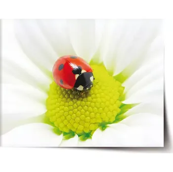 Plakát Sablio Plakát Beruška na květu - 120x80 cm