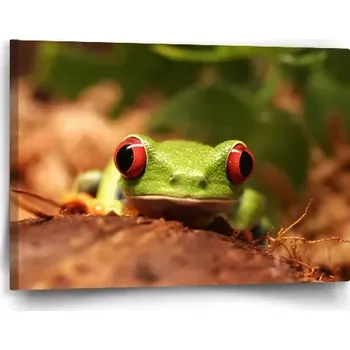 Obraz Sablio Obraz Zelená žába - 60x40 cm