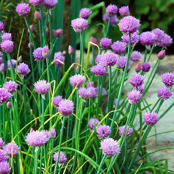 Semeno Pažitka pobřežní Staro - Allium schoenoprasum - semena pažitky - 40 ks