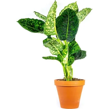 Bytová dekorace Gardners Dieffenbachia Reflector, průměr 17 cm Difenbachie, mramornatka